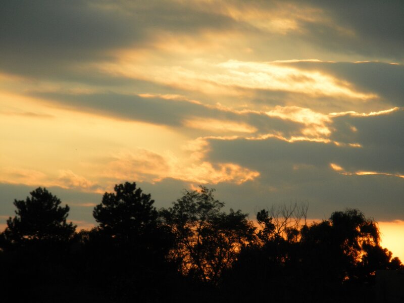 sunset behind silhouetted trees