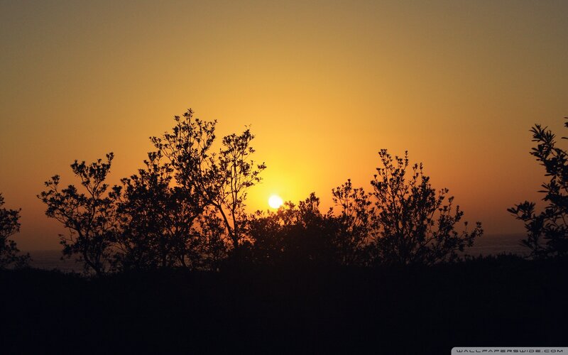 Sunset behind silhouetted trees