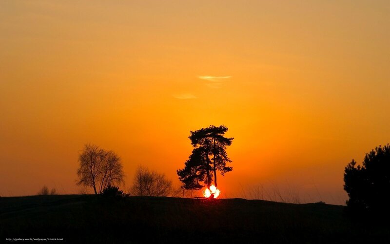 Sunset behind silhouetted trees