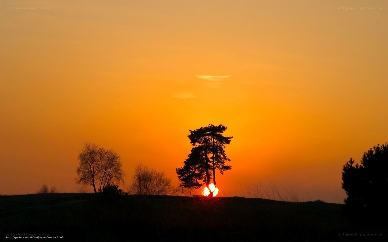 Sunset behind silhouetted trees
