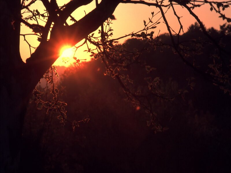 Sunset Behind Tree Branches — Orange, Dramatic