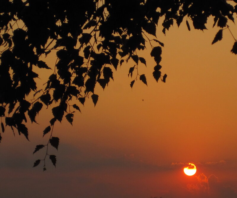 Sunset Behind Tree Branches — Orange, Serene