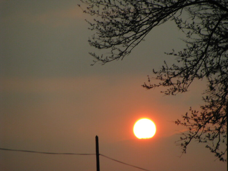 Sunset behind tree branches