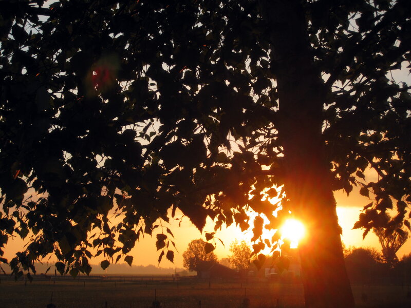 Sunset Behind Tree — Orange