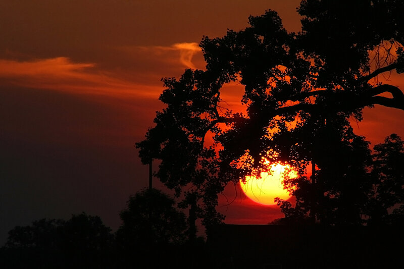 Sunset behind tree silhouette
