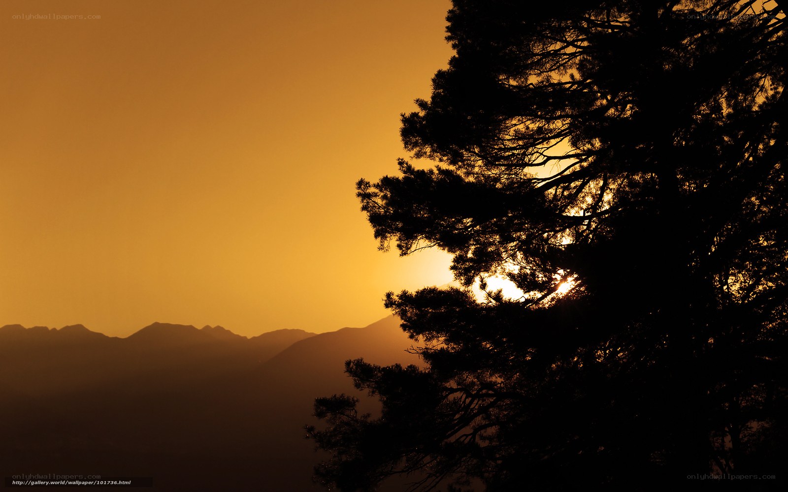 Sunset behind tree silhouette