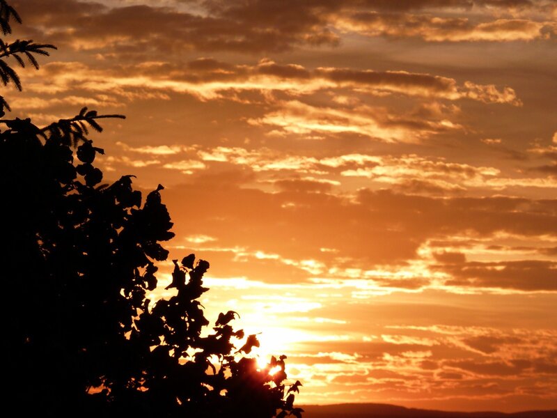 Sunset behind tree silhouettes