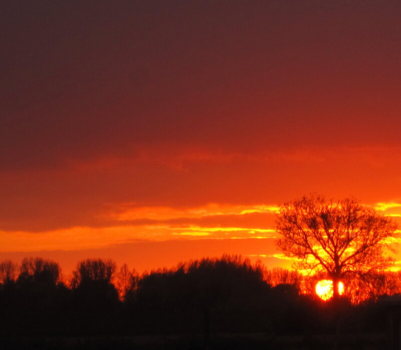 Sunset Behind Tree