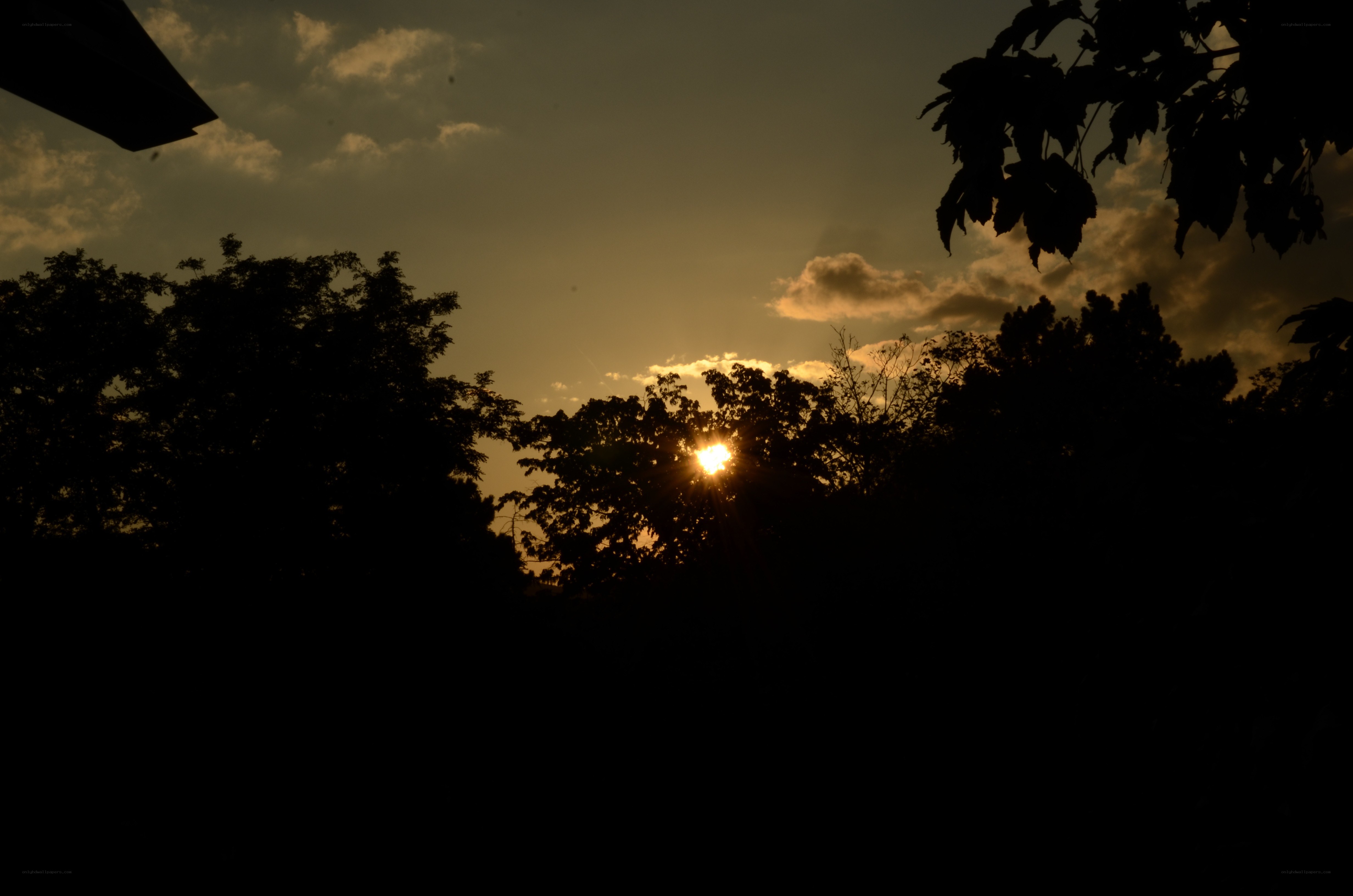 Sunset behind trees