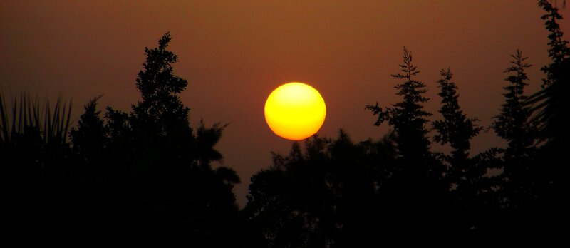 Sunset behind trees