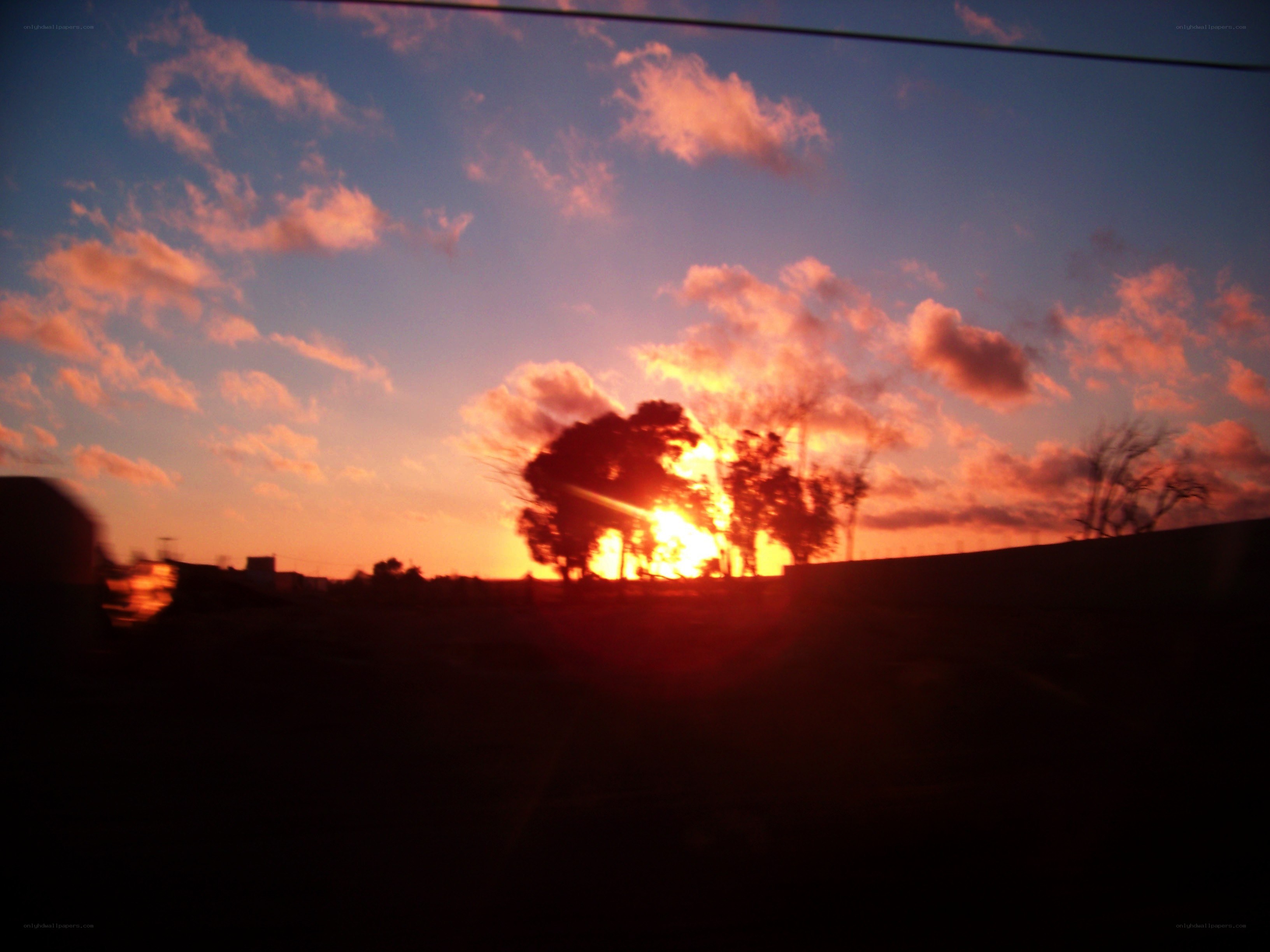 sunset behind trees
