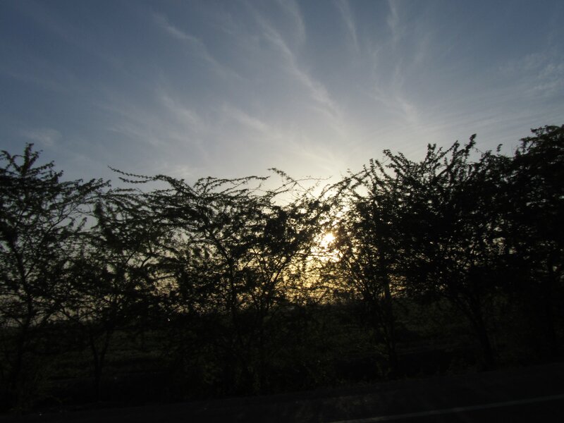 Sunset behind trees