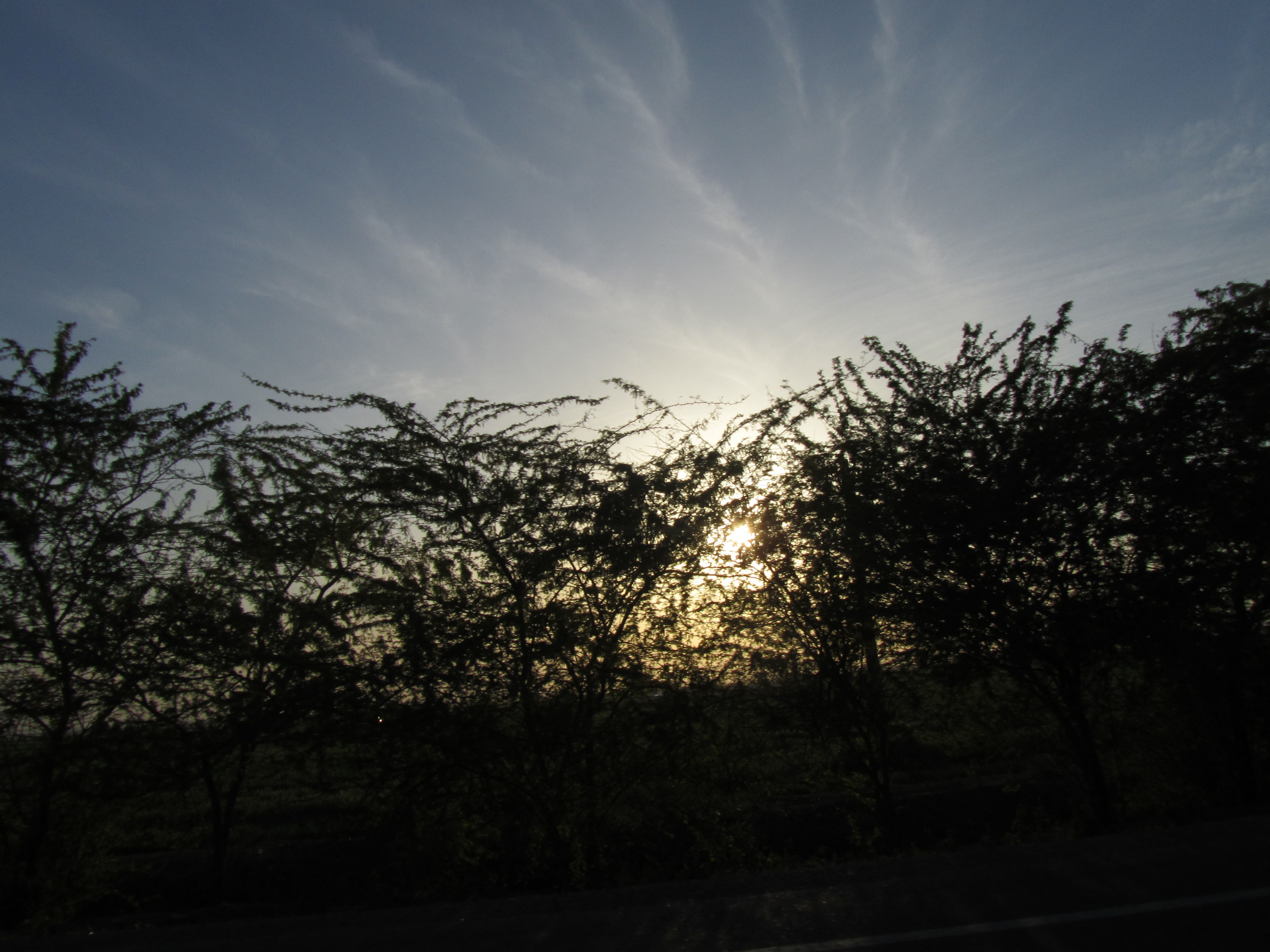 Sunset behind trees