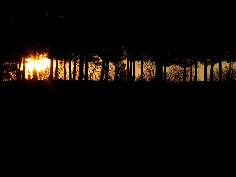 Sunset Behind Trees — Black