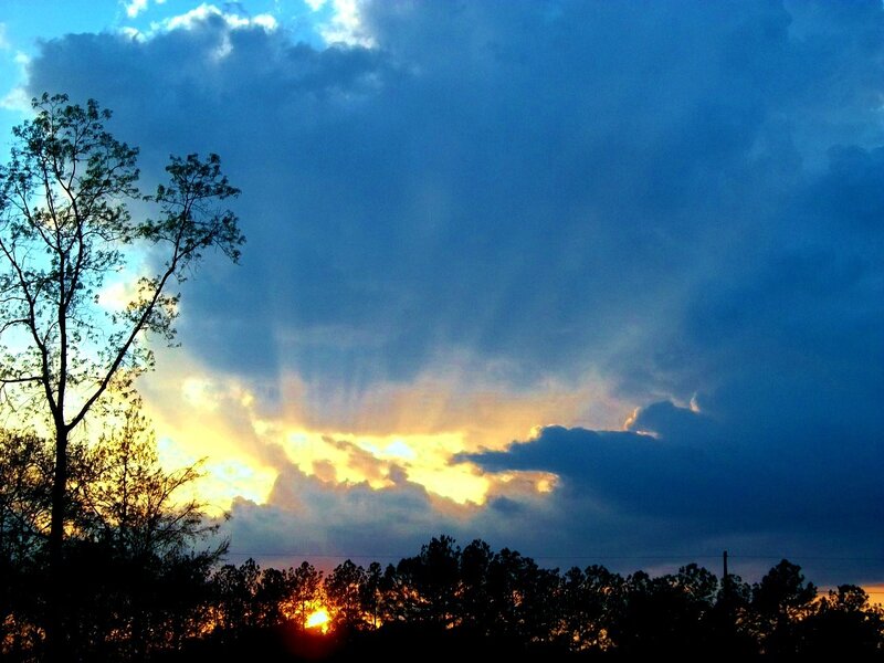 Sunset Behind Trees — Blue, Dramatic