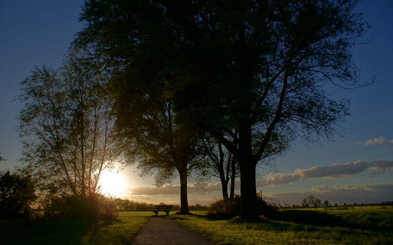 Sunset Behind Trees — Blue
