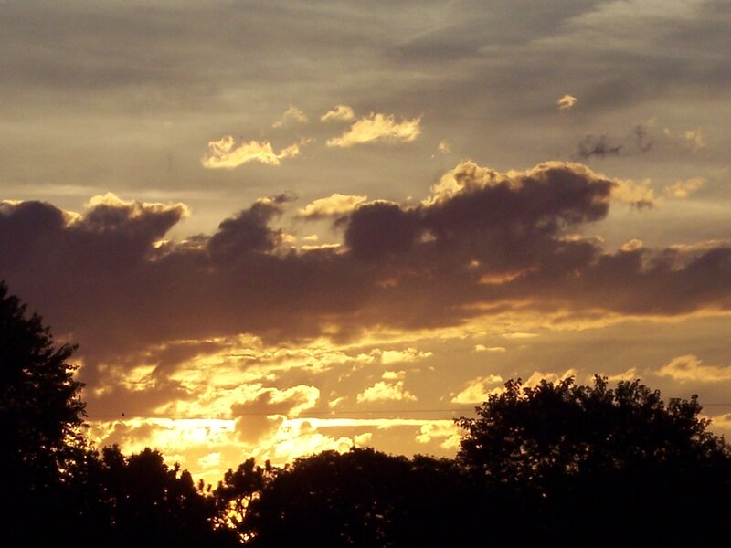 Sunset Behind Trees — Gold