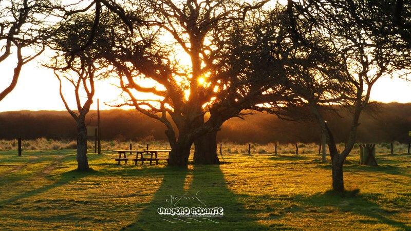 Sunset Behind Trees — Green, Serene