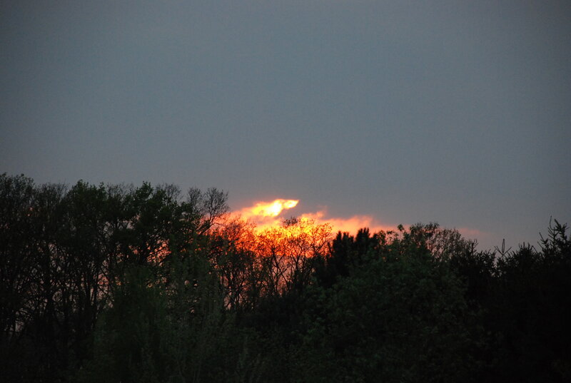 Sunset Behind Trees — Orange, Dramatic, Photograph, Sky
