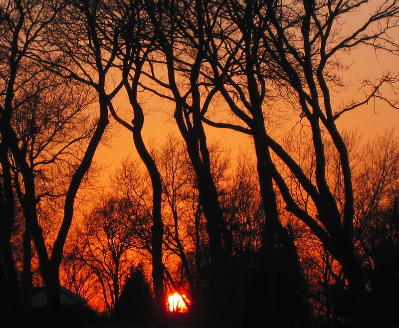 Sunset Behind Trees — Orange, Dramatic, Photograph, Sun, Sky