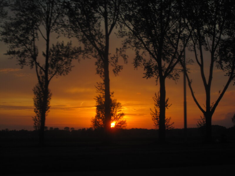 Sunset Behind Trees — Orange, Serene, Photograph, Sky, Sun