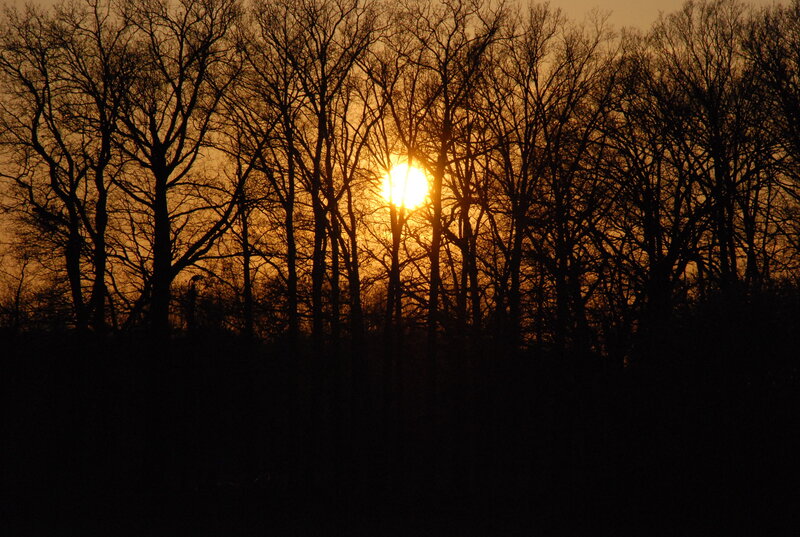 Sunset Behind Trees — Orange, Serene