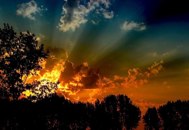 Sunset Behind Trees — Orange