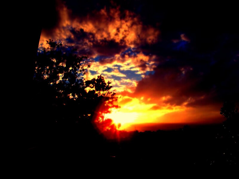 Sunset Behind Trees — Photograph
