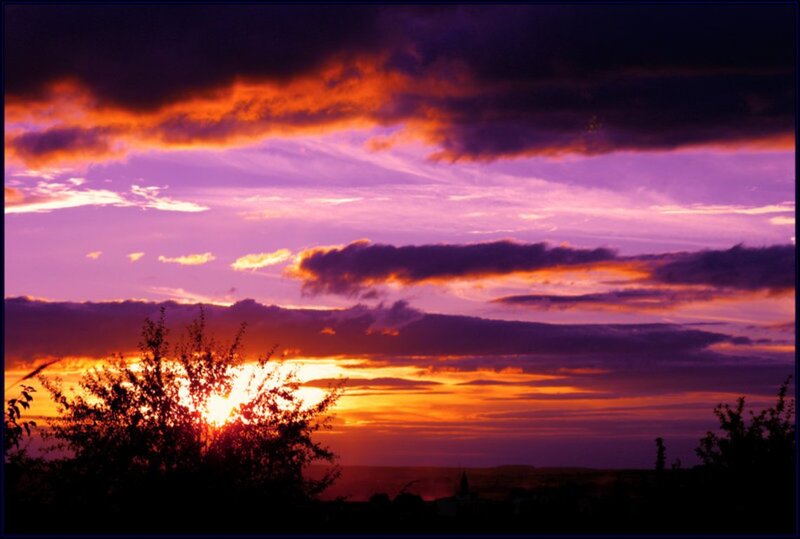 Sunset Behind Trees — Purple