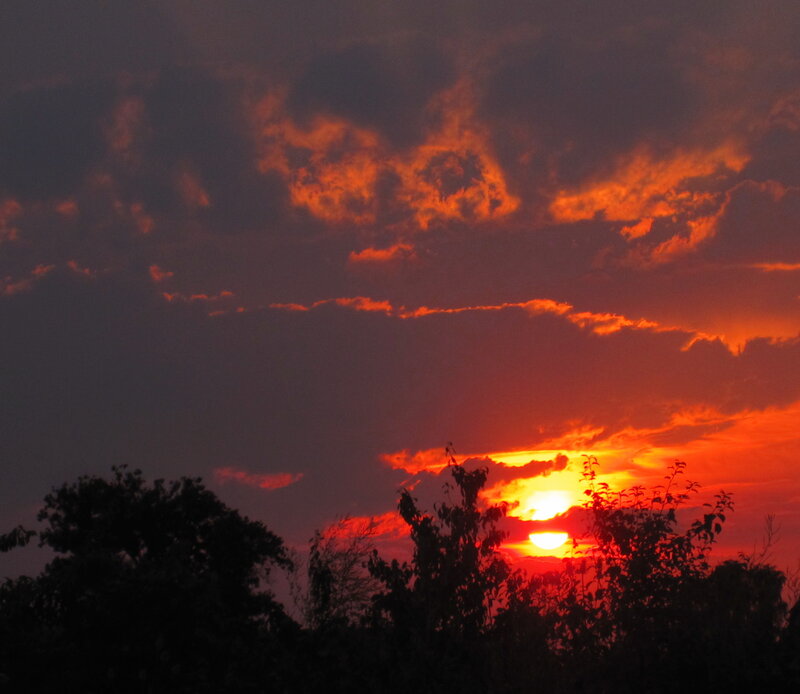 Sunset Behind Trees — Red