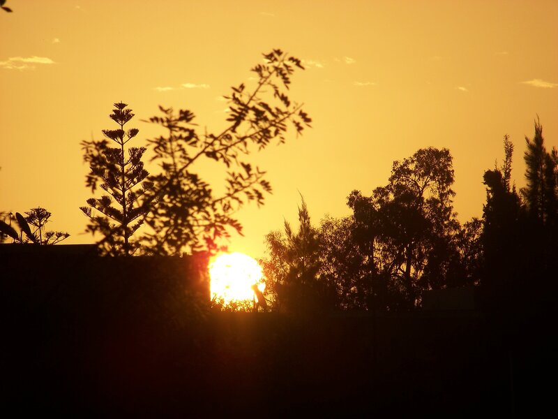 Sunset behind trees silhouette