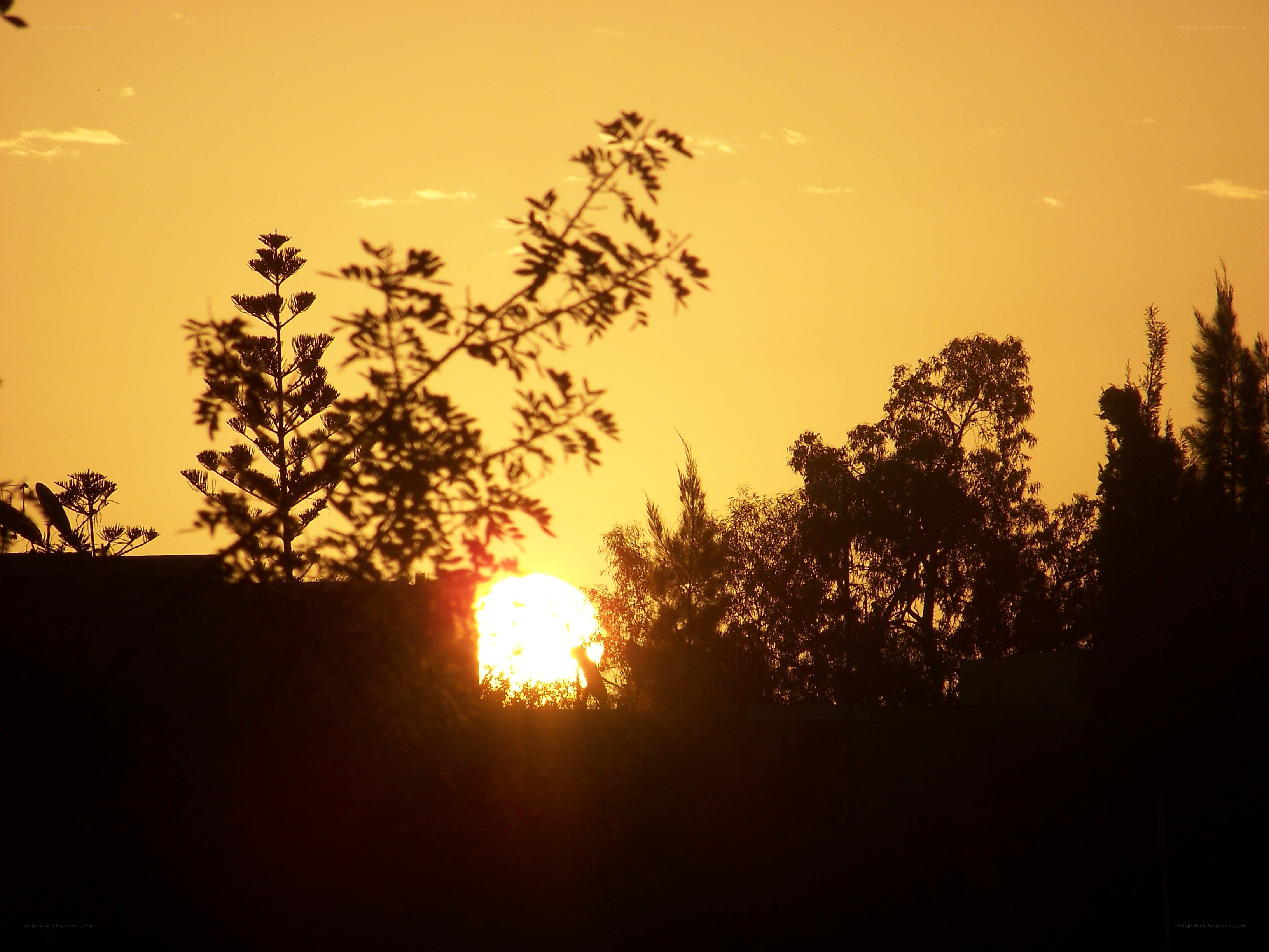 Sunset behind trees silhouette