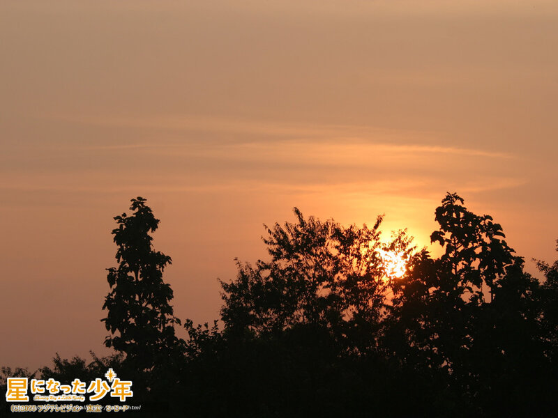 Sunset behind trees