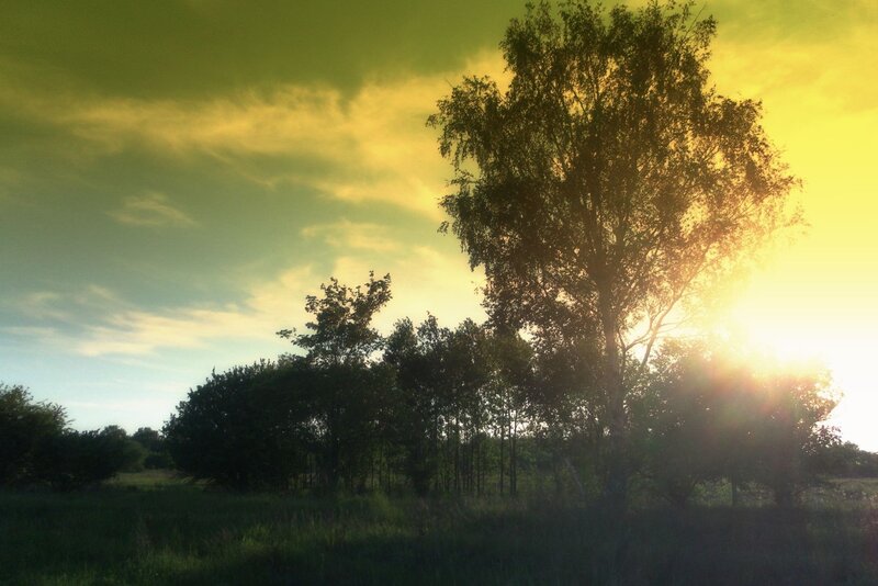 Sunset Behind Trees — Yellow, Dramatic, Photograph, Sky