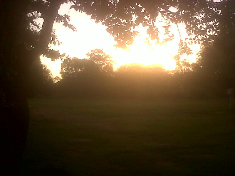 Sunset Behind Trees — Yellow, Dramatic