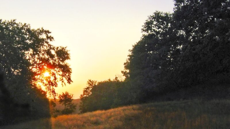Sunset Behind Trees — Yellow, Serene, Photograph, Sky