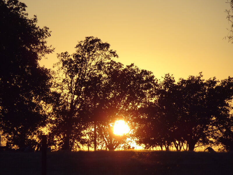 Sunset Behind Trees — Yellow, Serene