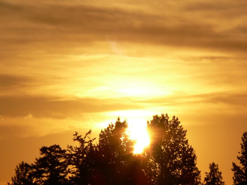 Sunset Behind Trees — Yellow