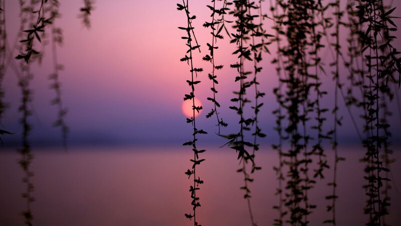 Sunset Behind Willow Branches