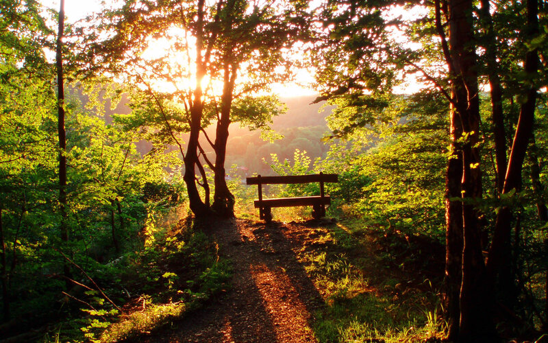 Sunset bench in forest
