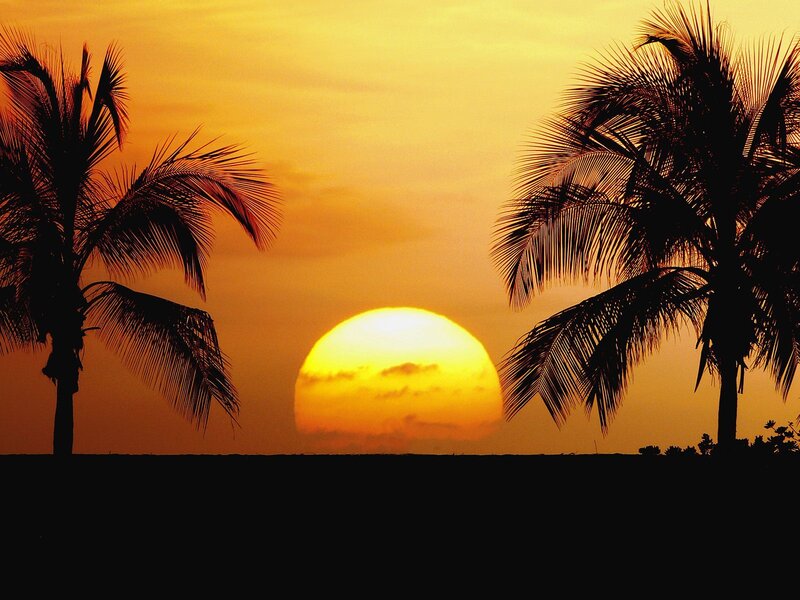 Sunset Between Palm Trees — Orange, Serene, Photograph, Palm Trees, Sun