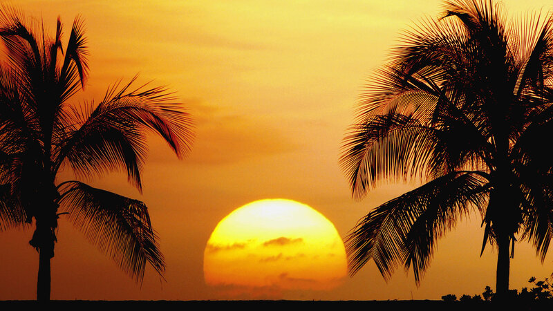 Sunset Between Palm Trees — Orange, Serene, Photograph, Palm Trees
