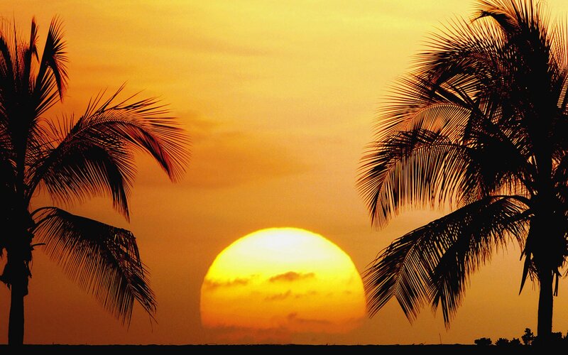 Sunset Between Palm Trees — Orange, Serene, Photograph, Sun