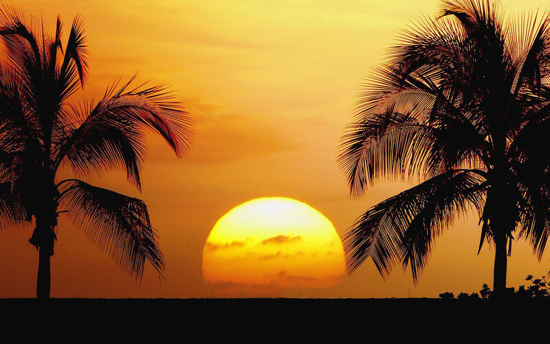 Sunset Between Palm Trees — Orange, Serene, Photograph