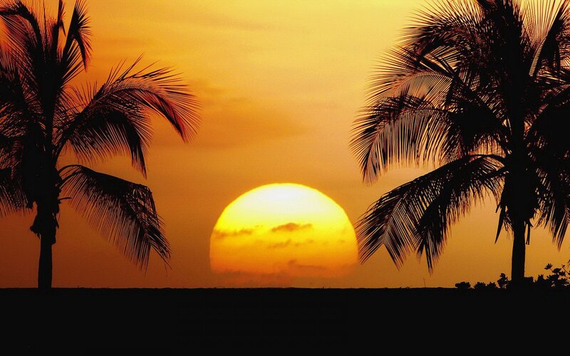 Sunset Between Palm Trees — Orange