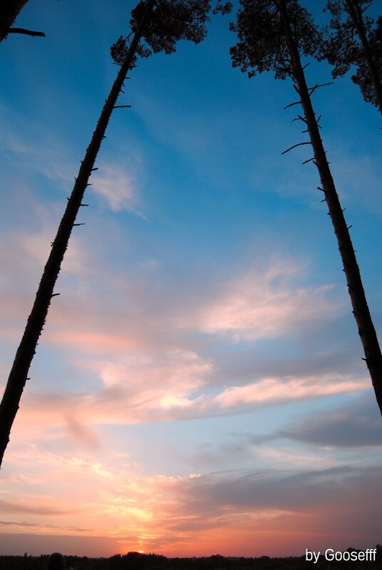 Sunset between pine trees