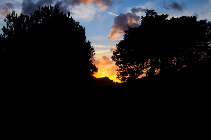 sunset between trees