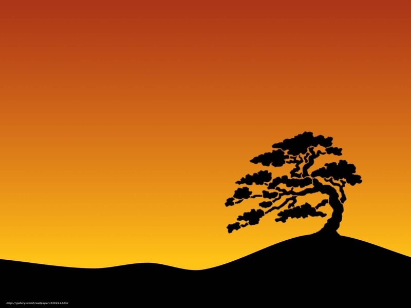 sunset bonsai tree silhouette