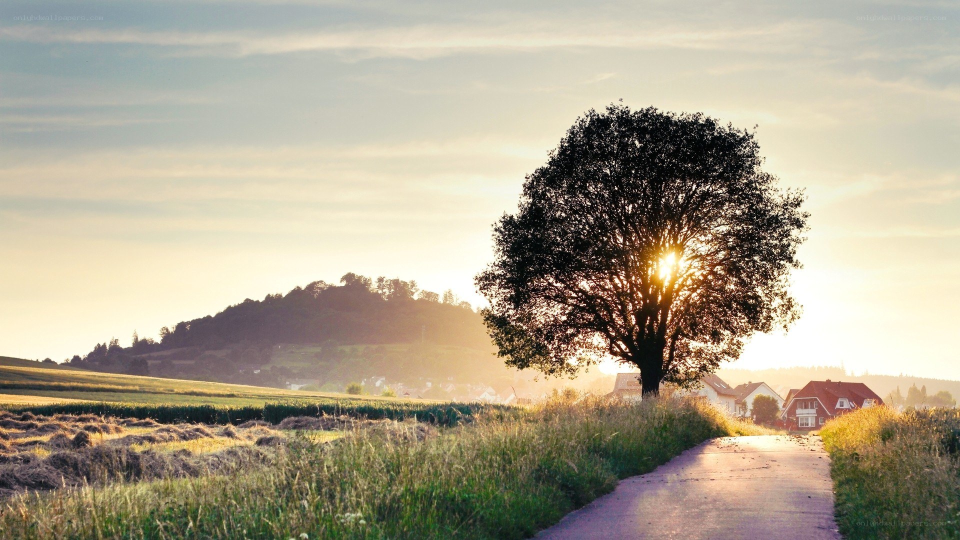 Sunset by a lone tree