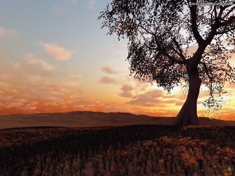 Sunset by a lone tree